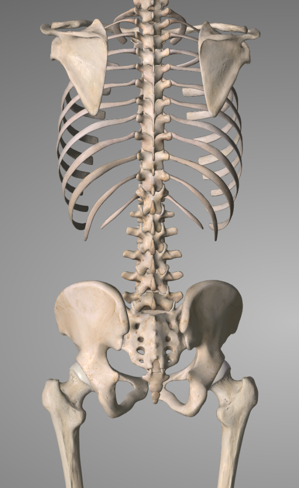 我们可以这么理解,腰椎就是人体的吊塔,而腰背肌则起到了类似钢缆的