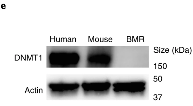 垃圾dna 竟能抗癌 盲鼹鼠的长寿秘诀对人类有效吗 全网搜