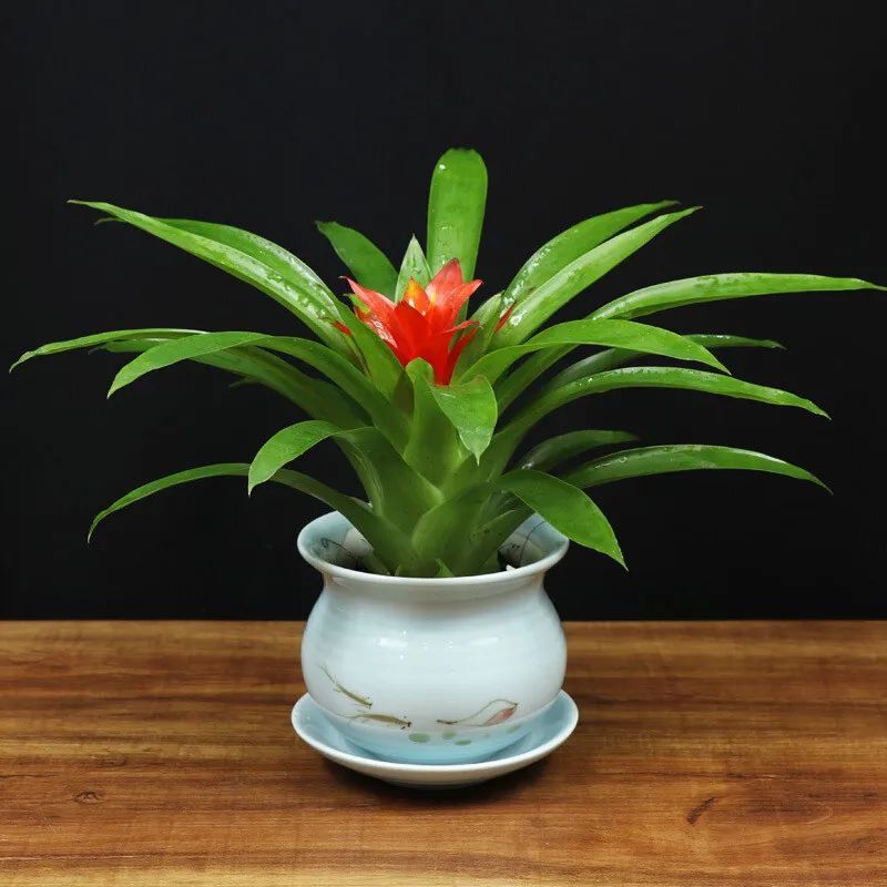 家居风水中,招财的植物有哪些?