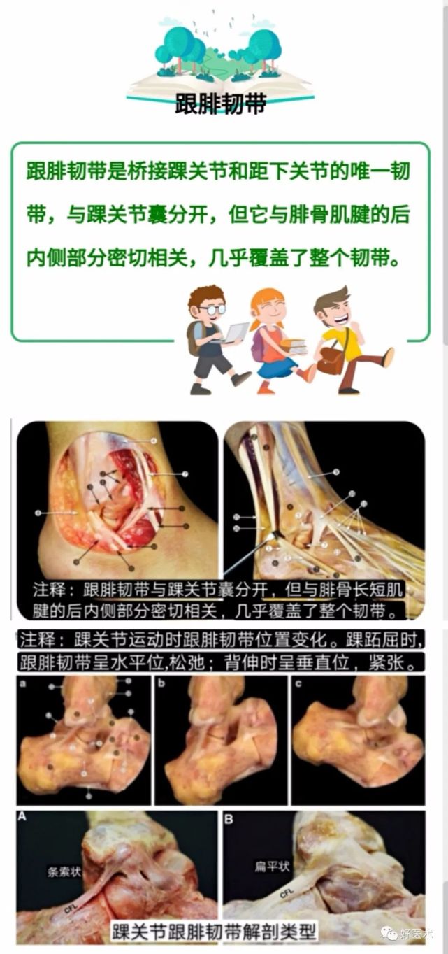 一文搞定踝關節周圍韌帶的解剖及mri特徵