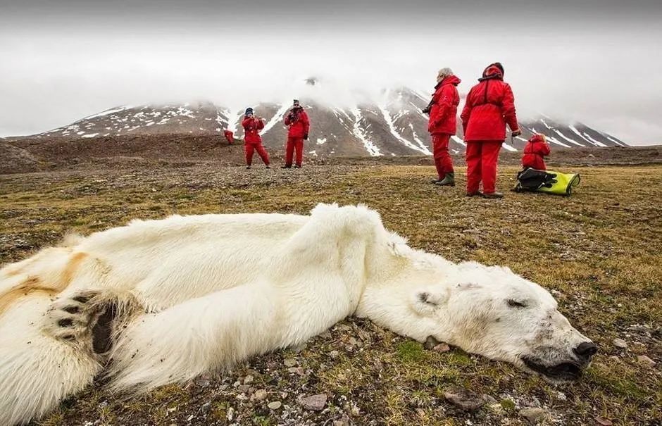 消失动物150万种聚焦联合国生物多样性大会共议新目标