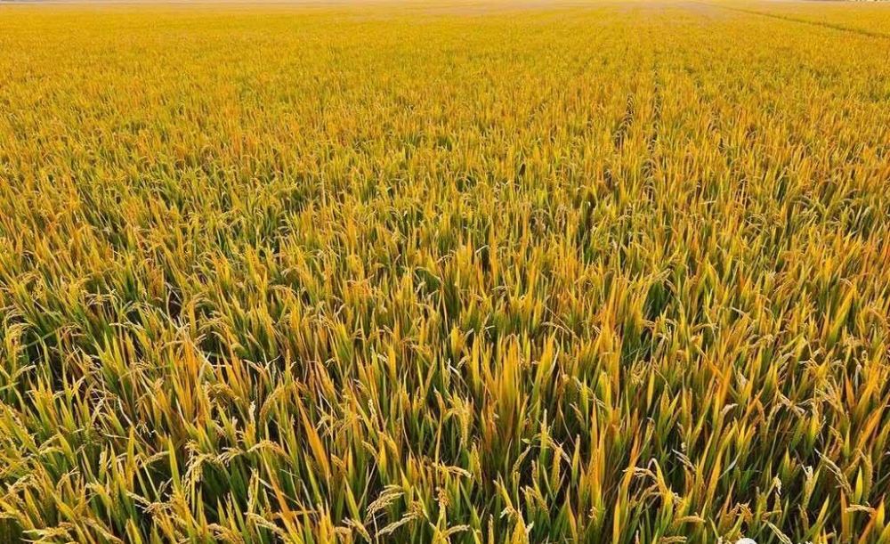 河姆渡我们最初的家园