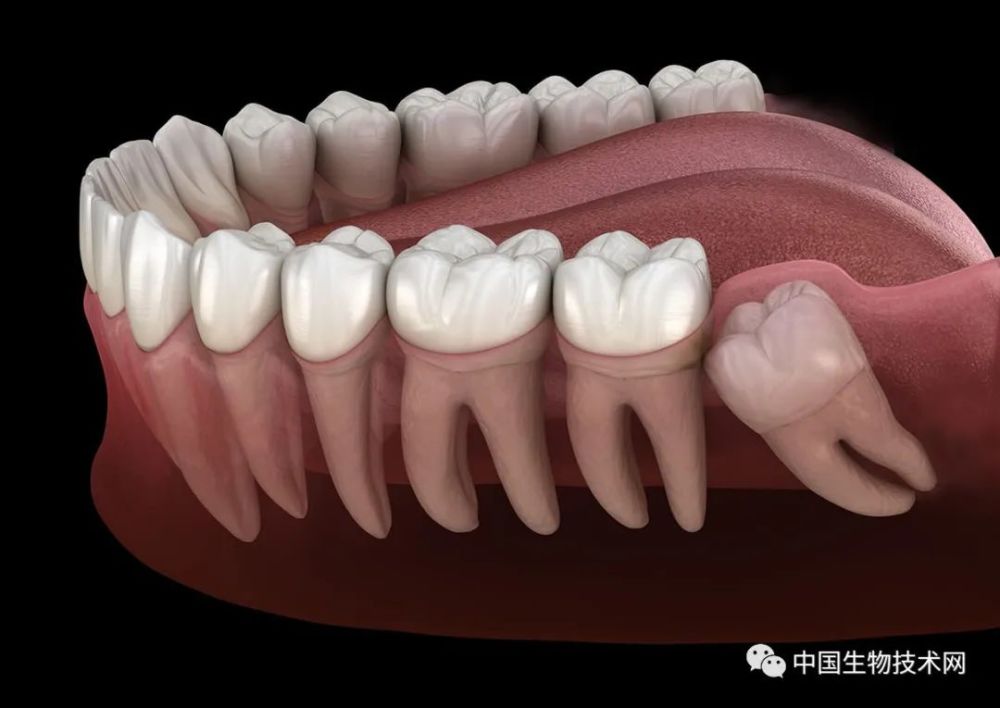 science子刊原来人类迟迟不长出智齿是为了安全
