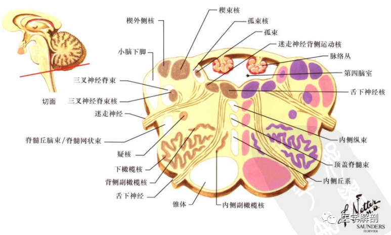 中樞神經系統解剖腦幹的內部結構一