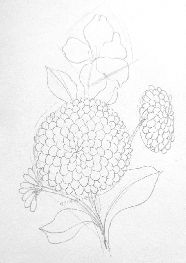 百日草|简笔画|针管笔