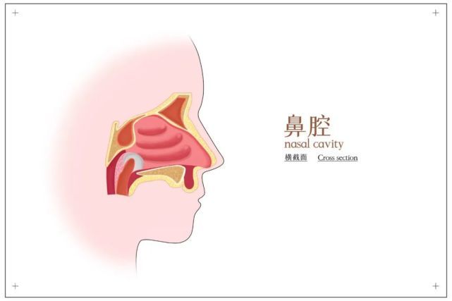 鼻腔竟然比马桶还要脏400多倍?该清一清了!