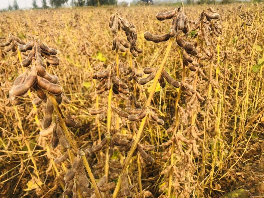 河南省农科院与永城市院市共建示范大豆新品种抗灾抗病创高产