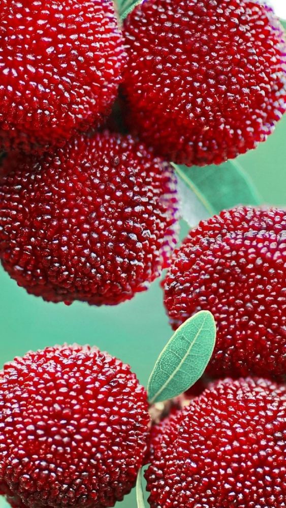 壁纸|杨梅水果高清清新壁纸