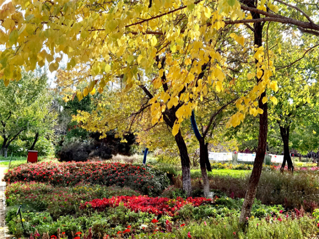 打卡丨秋天是什么颜色百花园内五彩斑斓