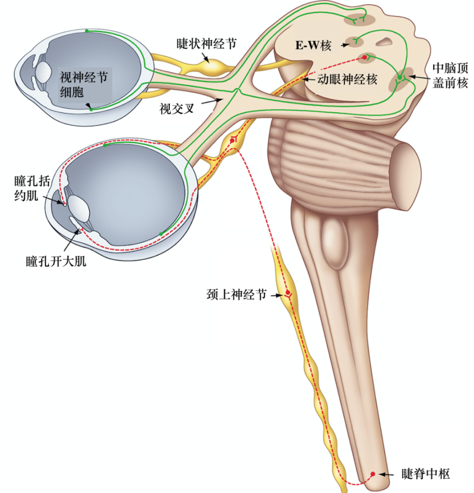 瞳孔括约肌位置图片