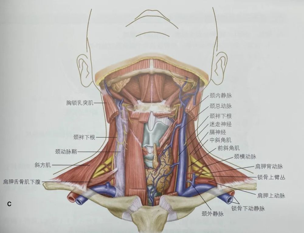 锁骨上静脉穿刺置管图片