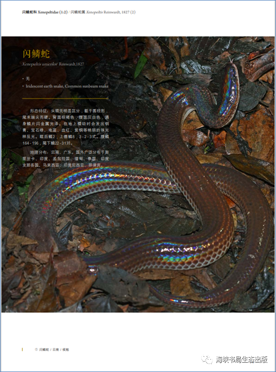 广西蛇类大全 名称图片