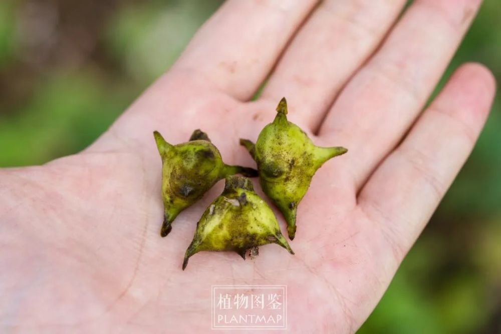 说起来我已经很久没有吃过菱角了,更没吃过新鲜的野生菱角