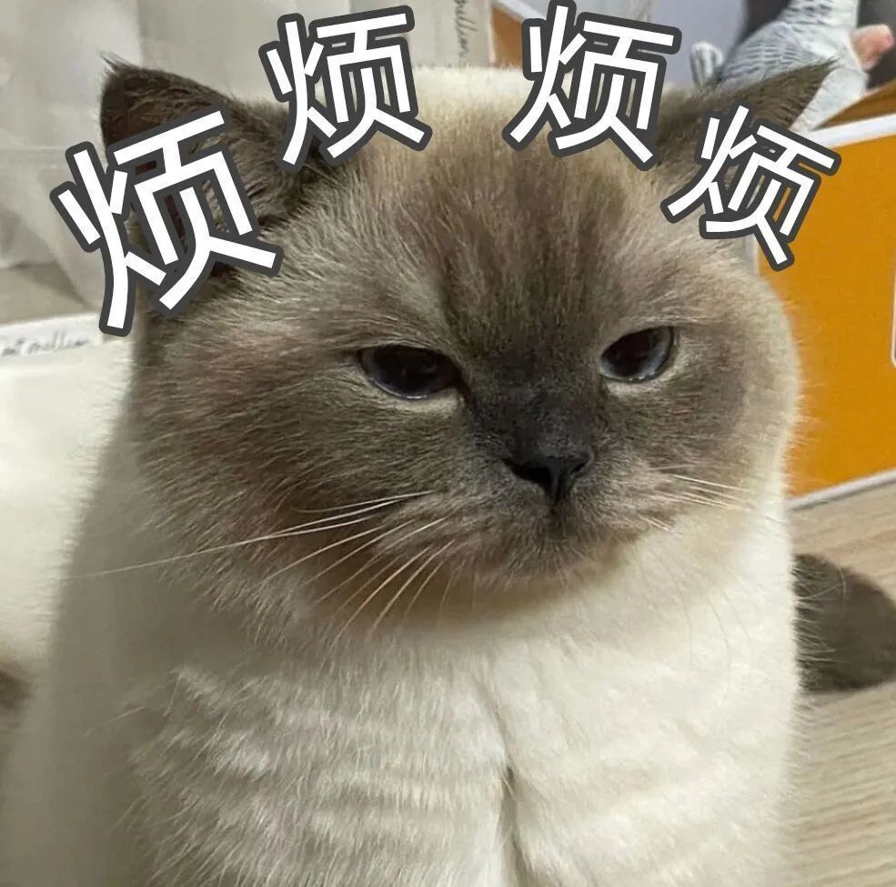 这小猫咪有点看头
