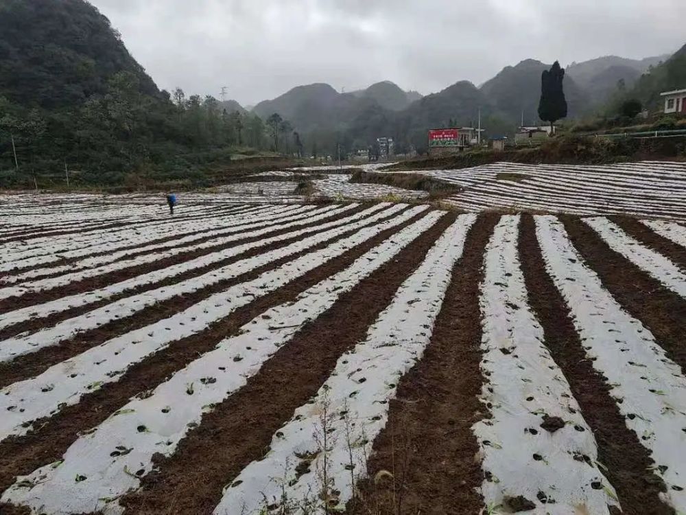 织金县化起镇:青山绿水育新苗,田间地头移栽忙