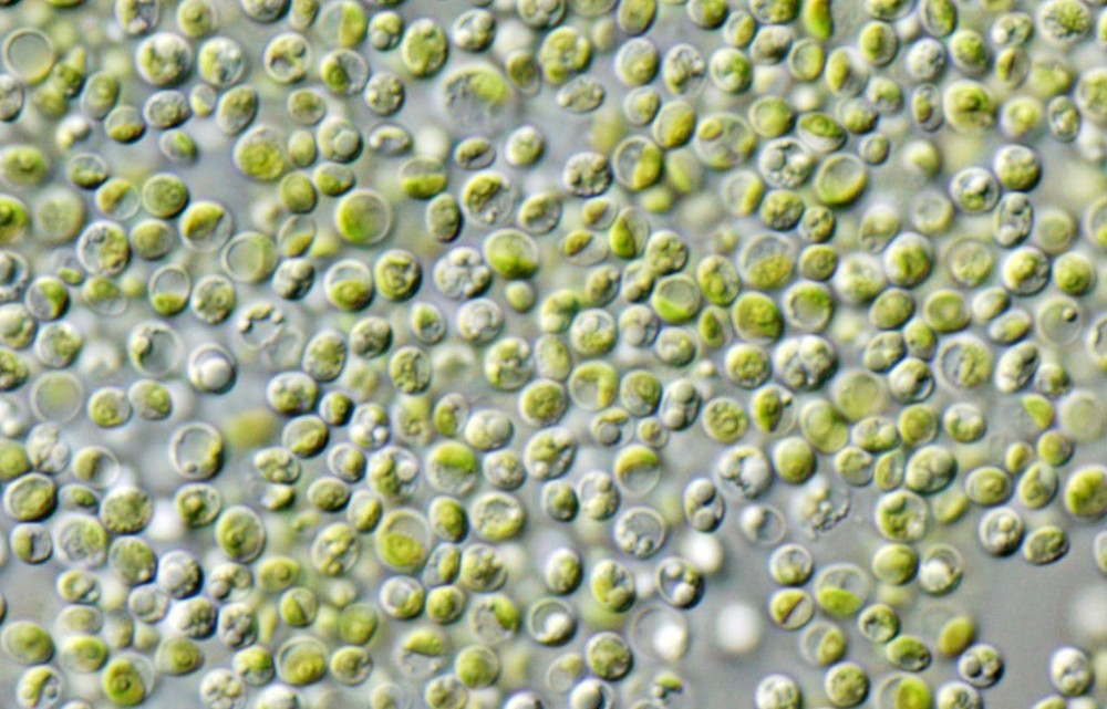 小球藻水中猪肉宇航员的理想食物