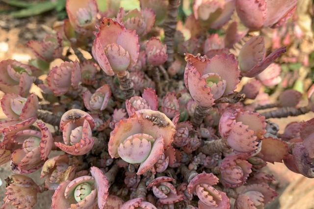 不死鸟一种很多人都不愿意养的多肉其实很漂亮而且非常好养