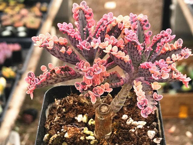 不死鸟,一种很多人都不愿意养的多肉,其实很漂亮,而且非常好养