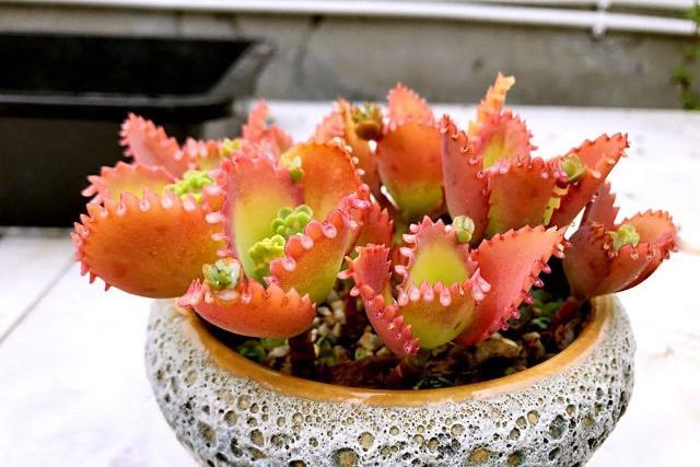 不死鸟一种很多人都不愿意养的多肉其实很漂亮而且非常好养