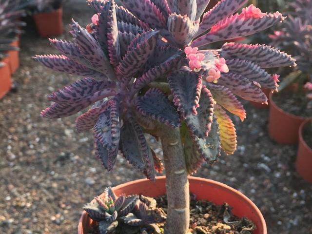 不死鸟一种很多人都不愿意养的多肉其实很漂亮而且非常好养