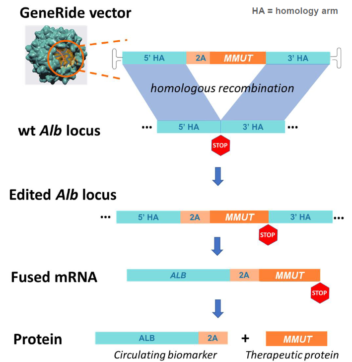 速递｜体内基因编辑再获突破，首个儿童临床结果发布_腾讯新闻