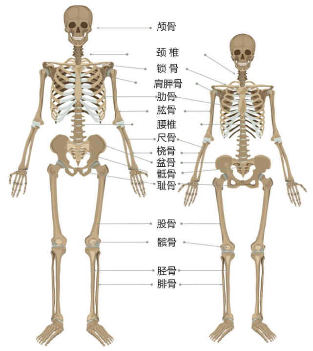 尺骨头在哪里图片