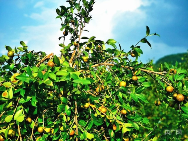 贵州岑巩2万余亩油茶结硕果迎丰收