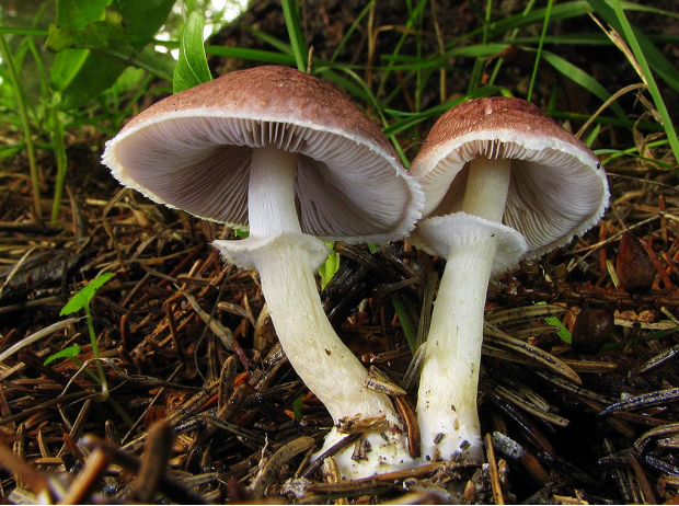 荒野维生野菜系列—甜蘑菇
