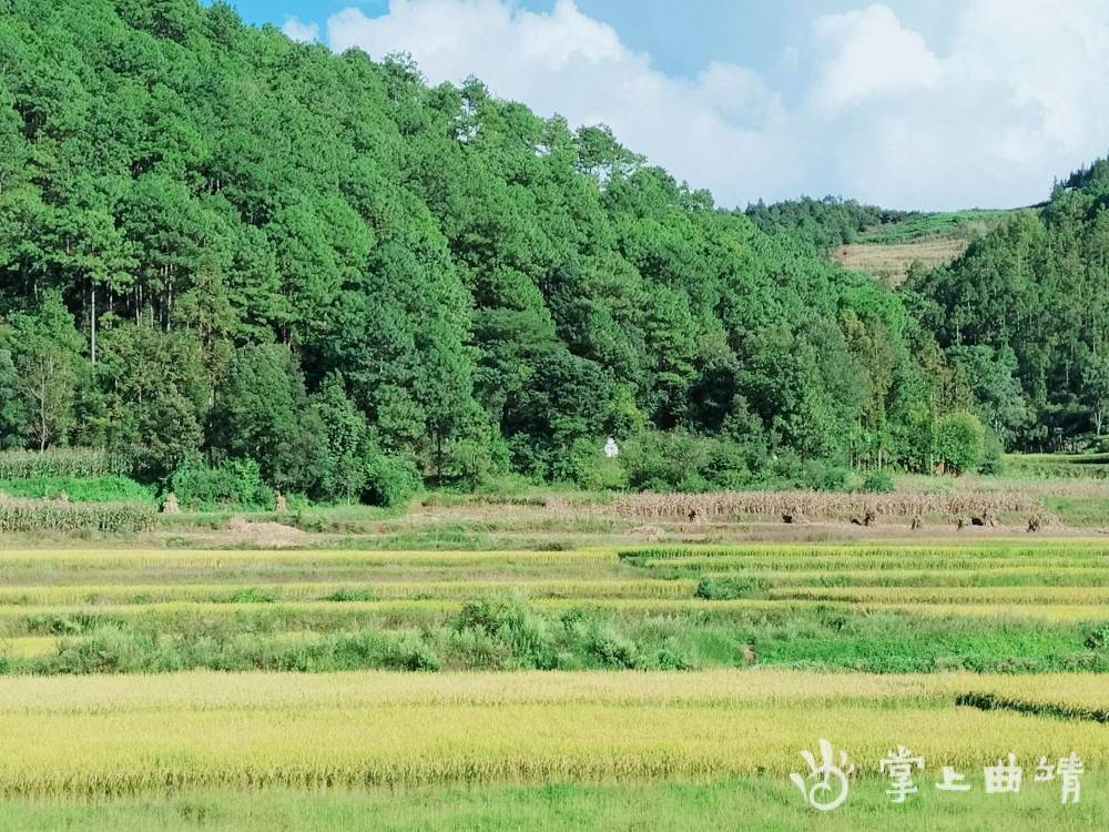 罗平县阿岗镇阿窝村:金色田园 稻谷飘香