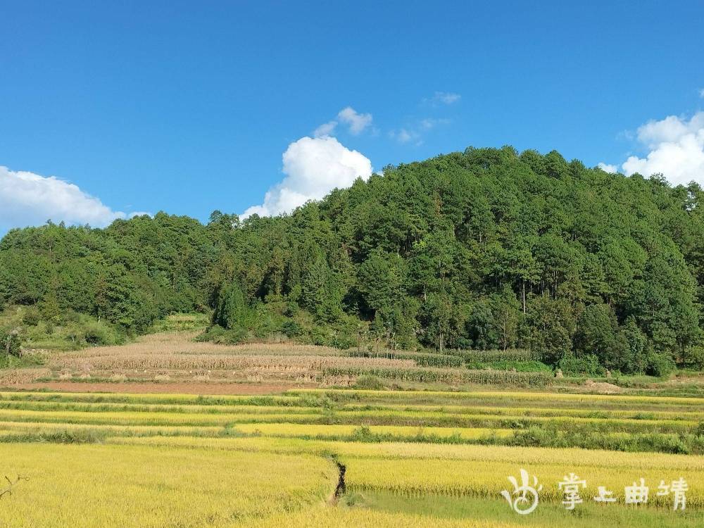 罗平县阿岗镇阿窝村:金色田园 稻谷飘香