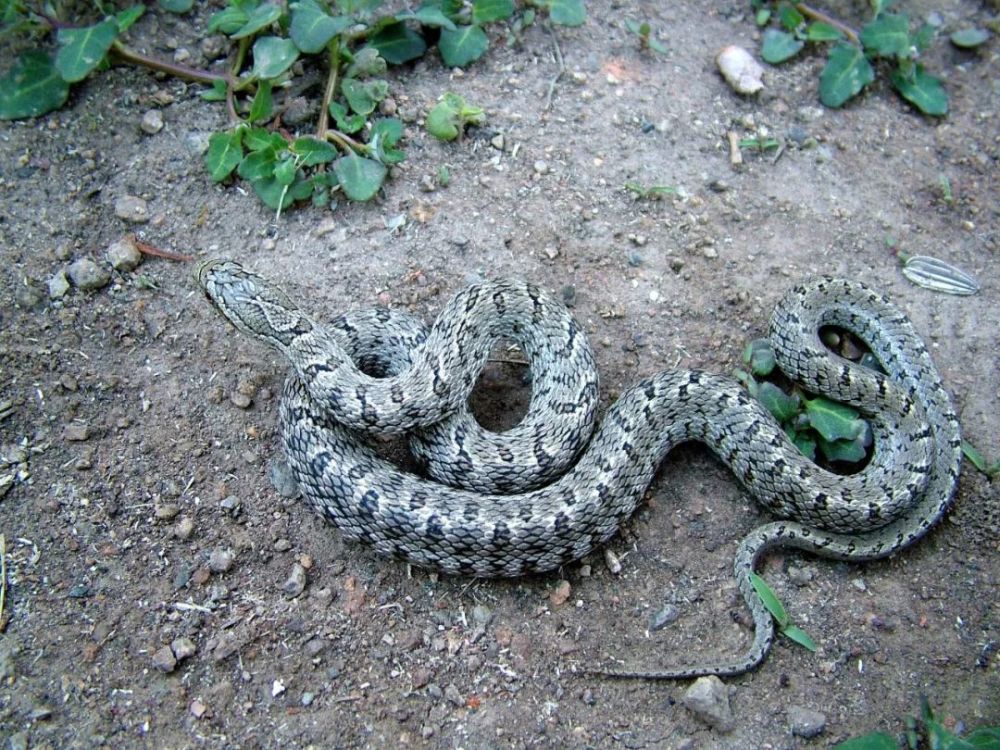 观往知来认识北京的蛇