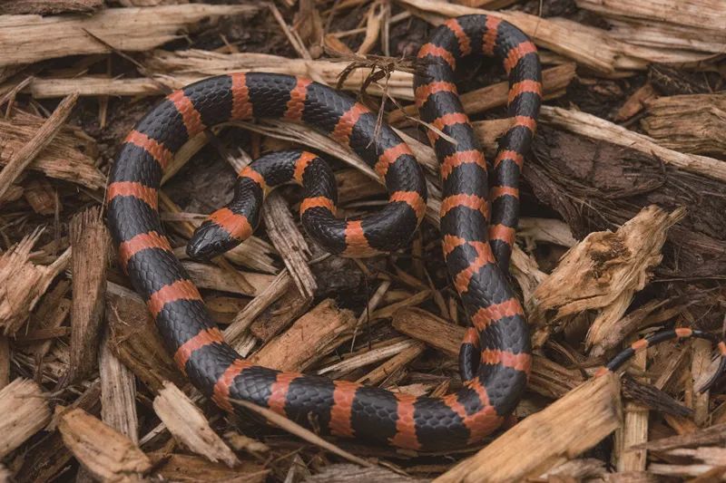 观往知来认识北京的蛇