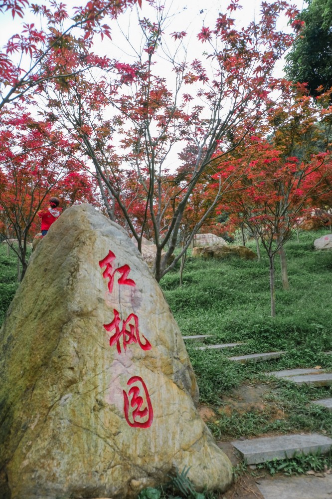广州帽峰山红枫园图片