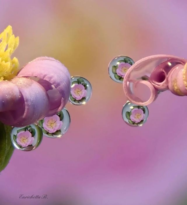 水中花,花中水