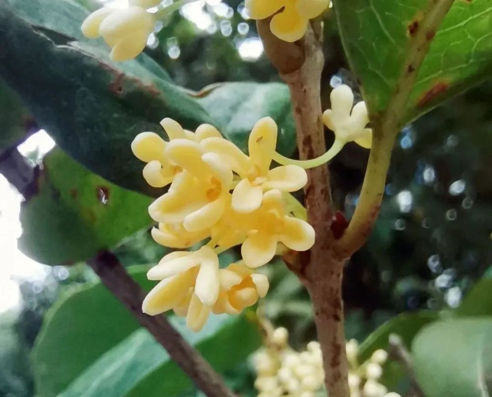 桂花樹幾月開花(四季桂花幾月份開花)