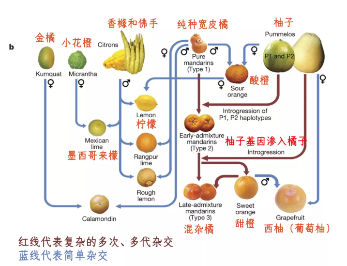 先来看看不同的杂交线吧,通过杂交形成了柑橘水果庞大的家族