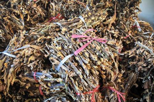 咸丰县推广带茎采烤上部烟技术助农增收1000万元