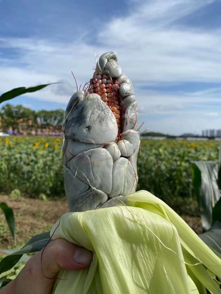 长得像肿瘤冷冷秋雨后马上迎霜降玉米地惊现东北高端食材乌米