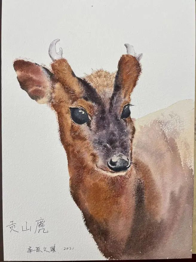 《家在云南》:丛林中的"精灵"贡山麂