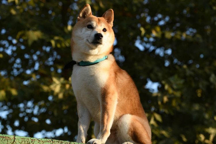 先天很重要,如何挑选品相和性格优秀的黑色柴犬