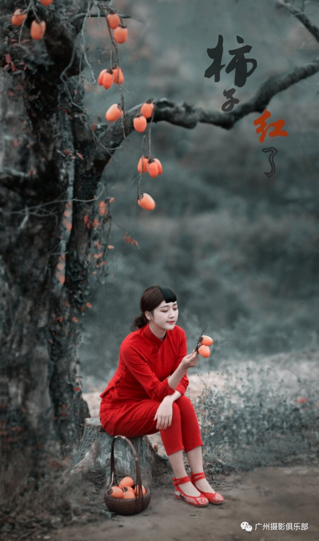10月31日 柿子红了 金色秋天乡村民俗风 主题人像户外摄影活动