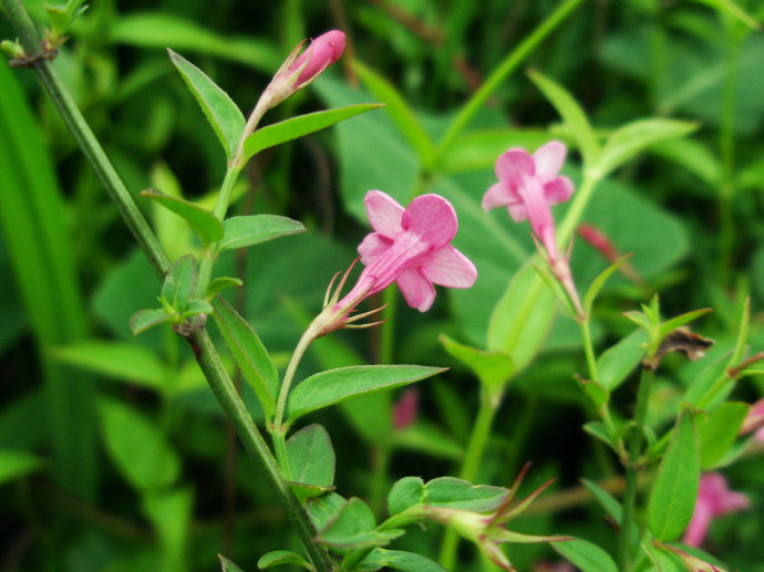 红茉莉的植物非试管高效快繁技术