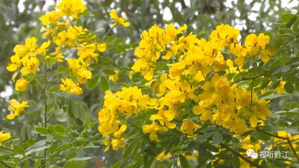 点击观看视频深秋时节,处于盛花期的黄花槐,犹如大量金蝶点缀在10余