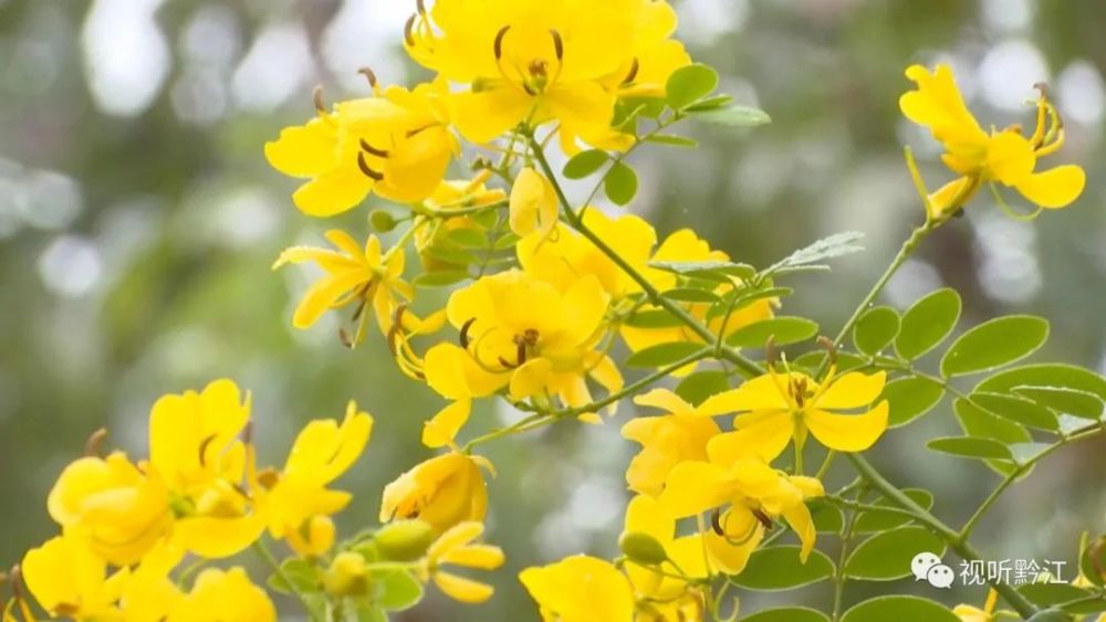 点击观看视频深秋时节,处于盛花期的黄花槐,犹如大量金蝶点缀在10余