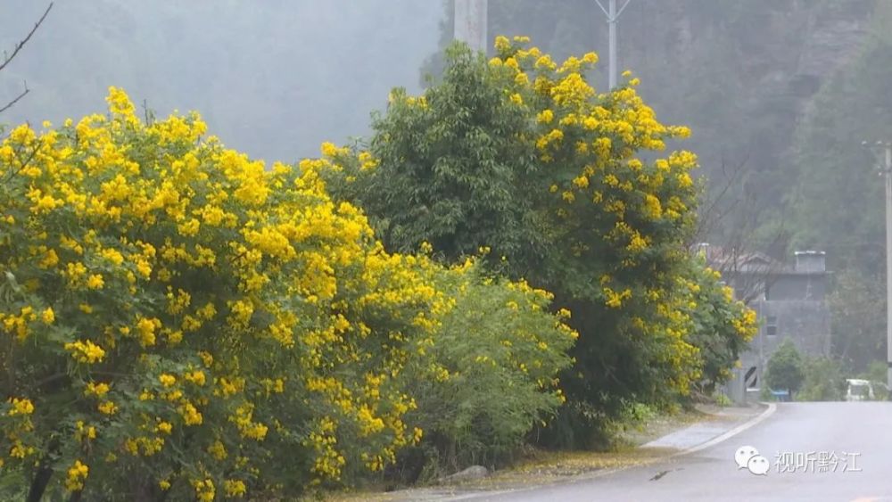 据了解,黄花槐花期可持续到11月底,不仅花期长,而且色彩艳丽.