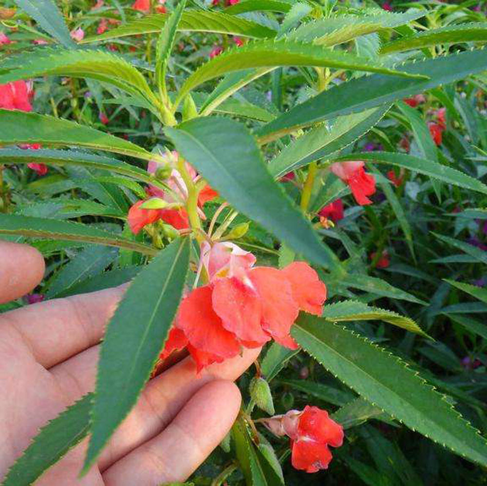 鳳仙花果實像地雷,女孩常用它的花染指甲,有3大價值你知道嗎?