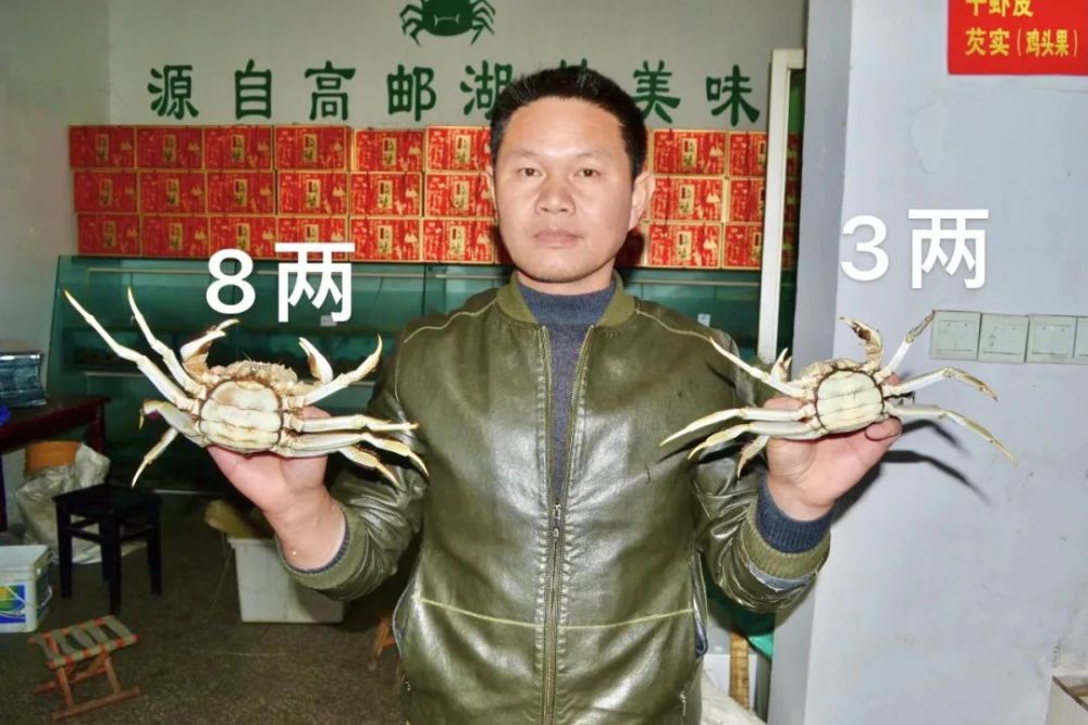 这只巨无霸母蟹重达8两2钱