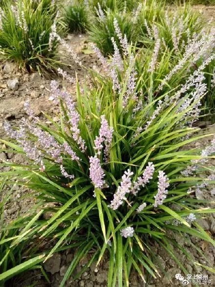 (麦门冬,中药名,多年生草本植物,四季常青.莱州市西部称之为:不老草.