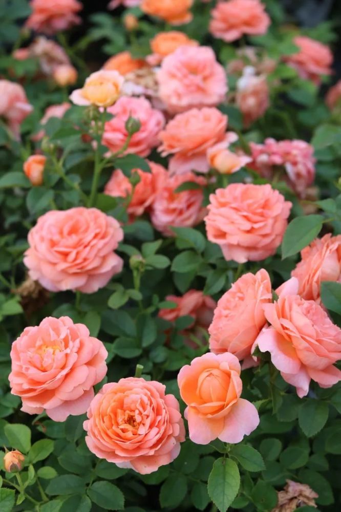 花色渐变 橙粉纷呈 它的一大特点就是温度越低,花瓣的颜色越橙,橙到