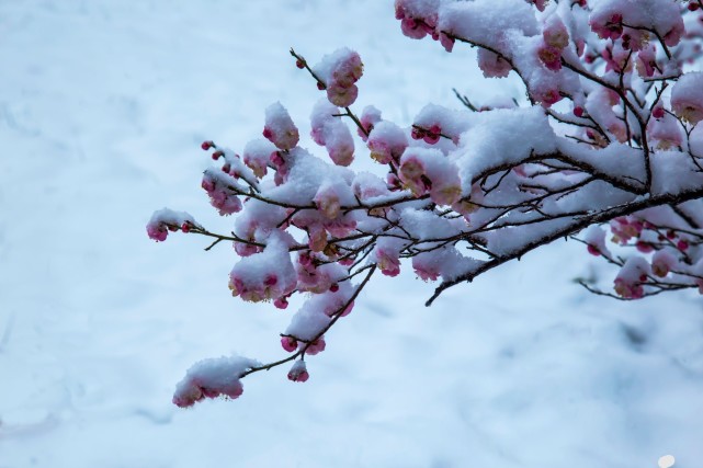 約一場梅花雪,如果你能看懂詩篇,想必也是個重情之人